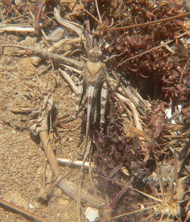 Oedipoda miniata miniata